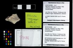 Foto (Objekt + Etikett) von Pithonoton marginatum (von Meyer, 1842)  (NHMW-GEO-2014-0194-0886)